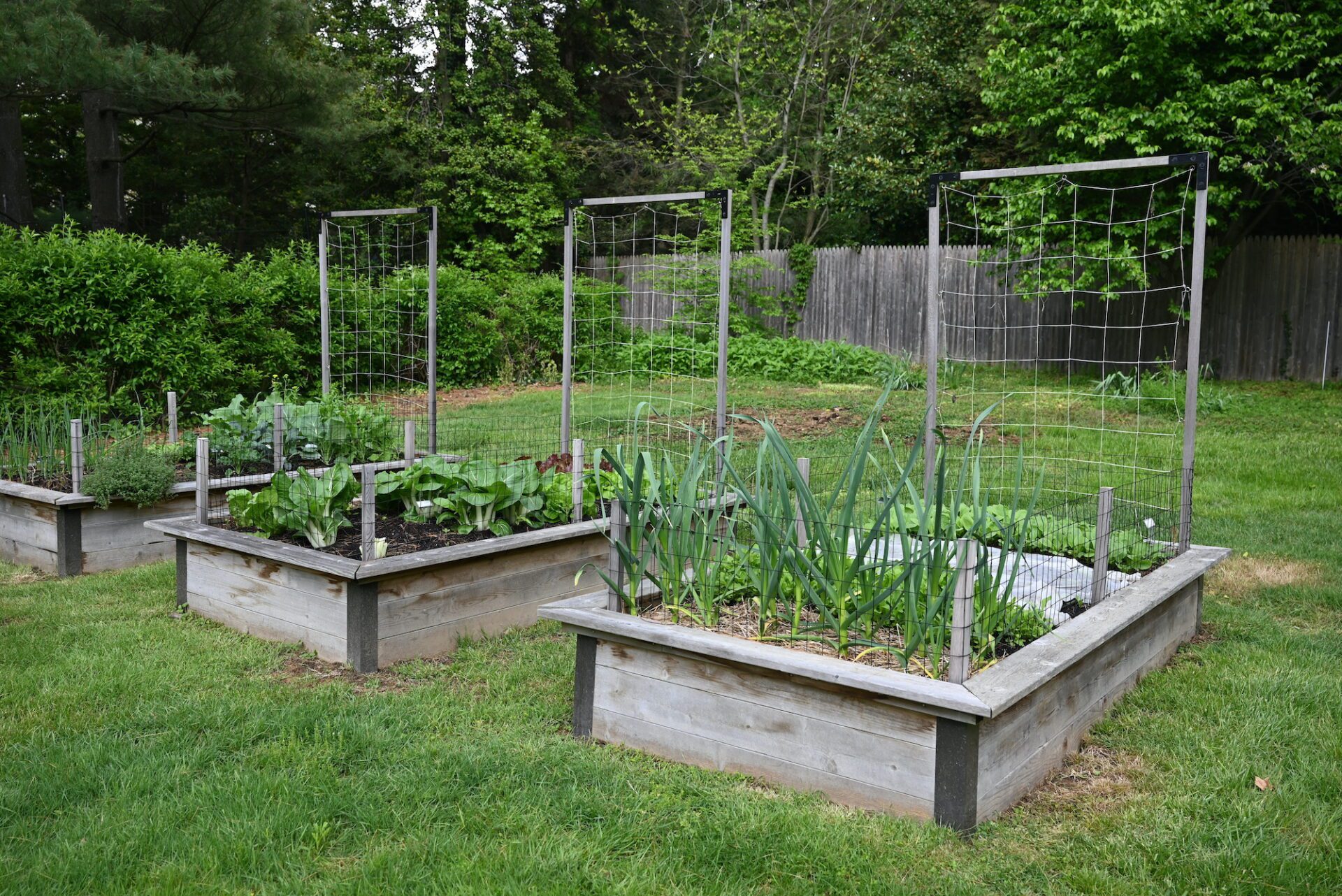 Three standalone raised beds with wall trellises on the north side of the garden