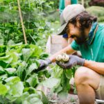 Photo of Backyard Eats gardener harvesting turnips from a raised bed
