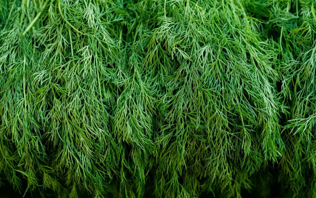 How to Dry Homegrown Dill for Long-Term Storage