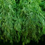 Closeup photo of dill fronds from Engin Akyurt from Unsplash
