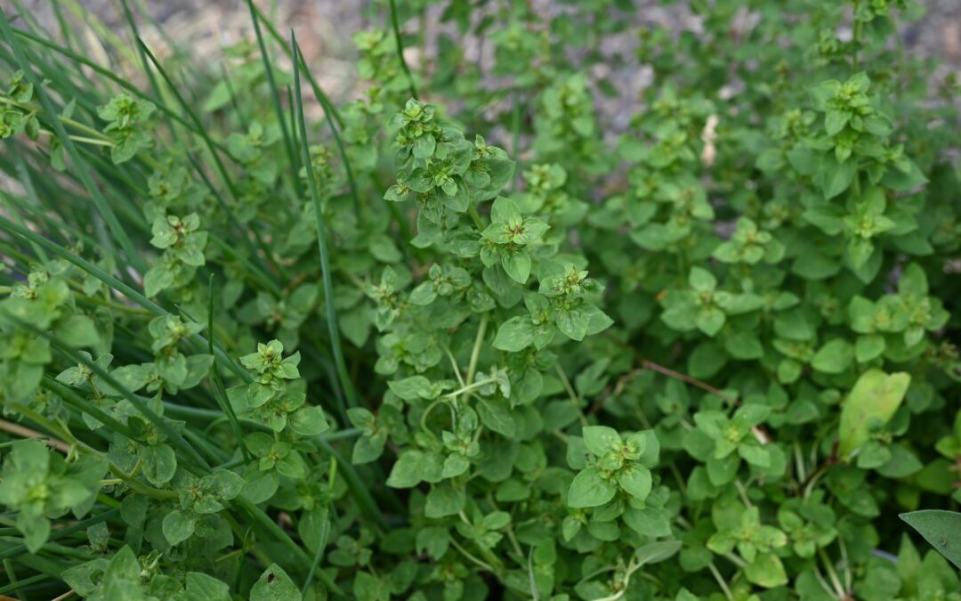 How to Dry Woody Perennial Herbs at Home