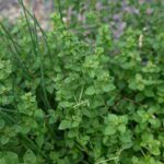 A close-up photo of oregano in a raised bed