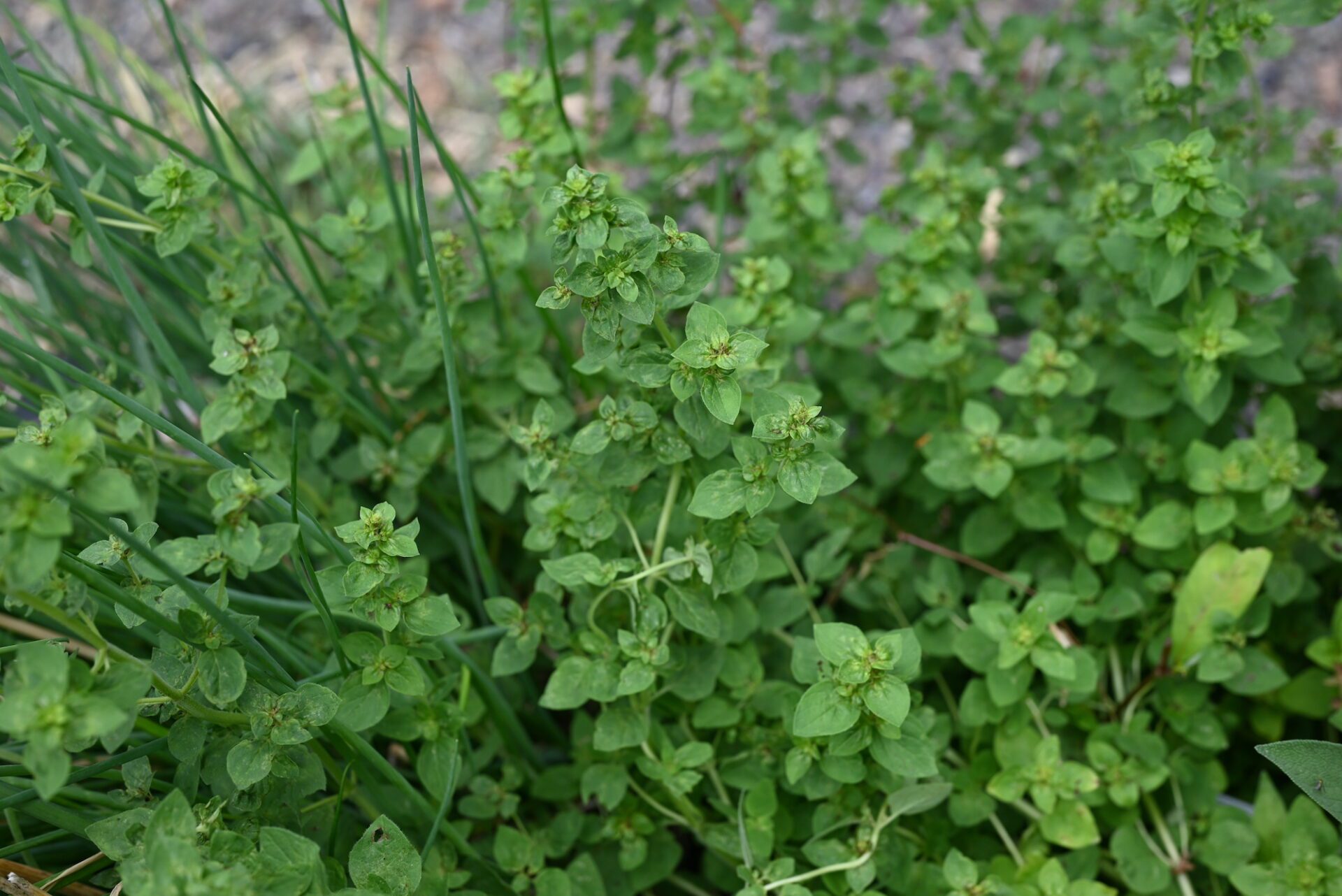 A close-up photo of oregano in a raised bed