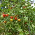 A photo of cherry tomatoes at different stages of ripening on a metal cage tower