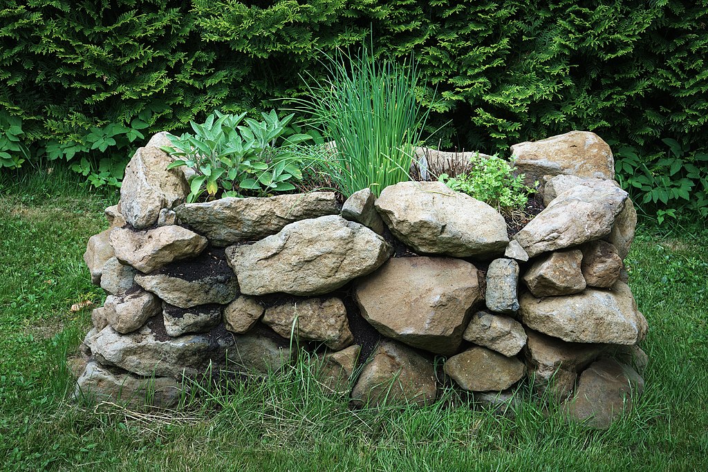 A narrow raised bed garden with fencing and an adjacent raspberry trellis