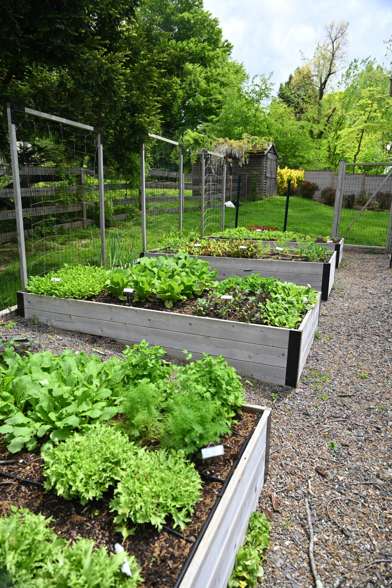 Raised beds with wall trellis