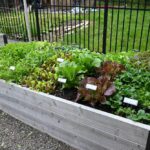 A raised bed full of baby greens