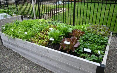 Why You Should Start Growing Food in Raised Beds