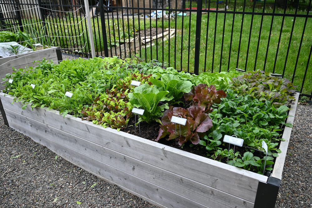 Why You Should Start Growing Food in Raised Beds