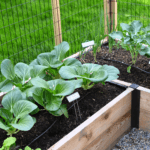Bok choy in a raised bed