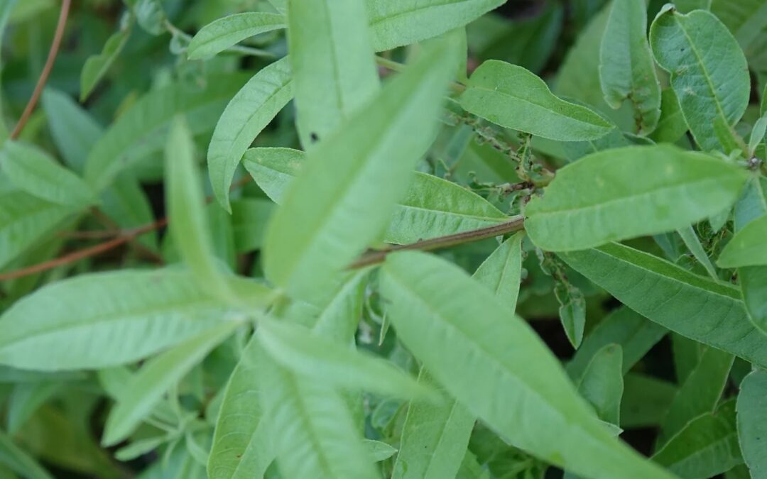 Lemon Verbena
