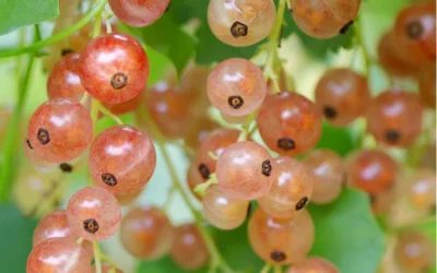 Currant Lemonade