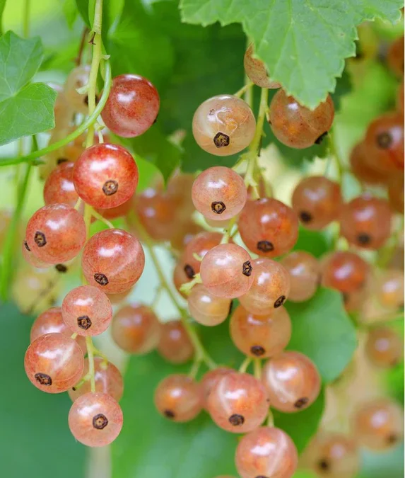 Currant Lemonade