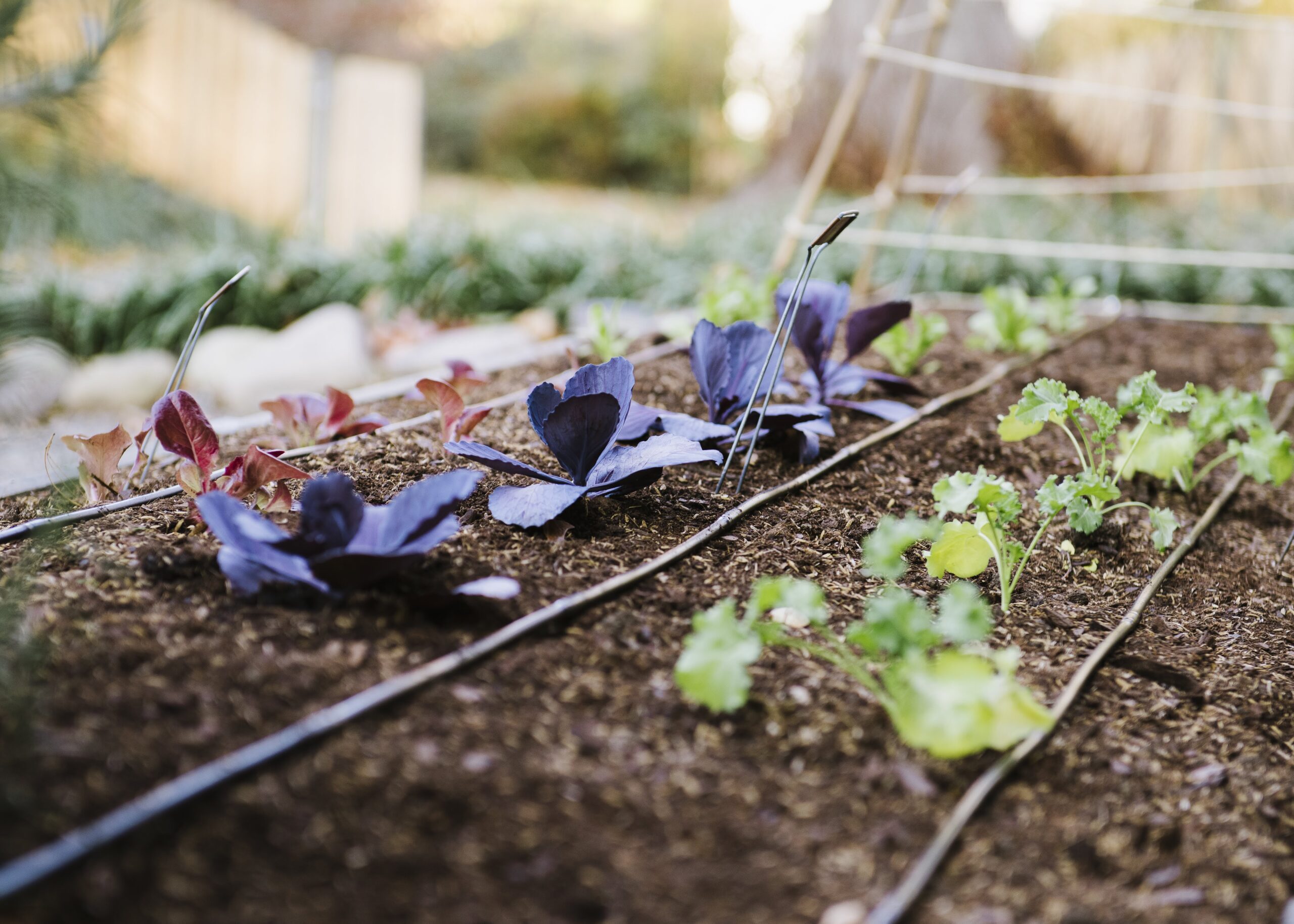 Drip Irrigation