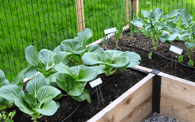 Bok choy in a raised bed
