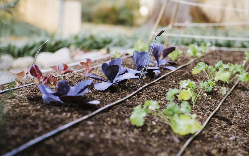 Drip Irrigation
