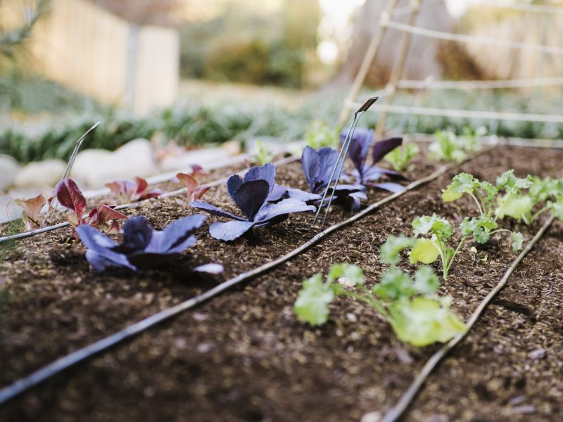 Drip Irrigation