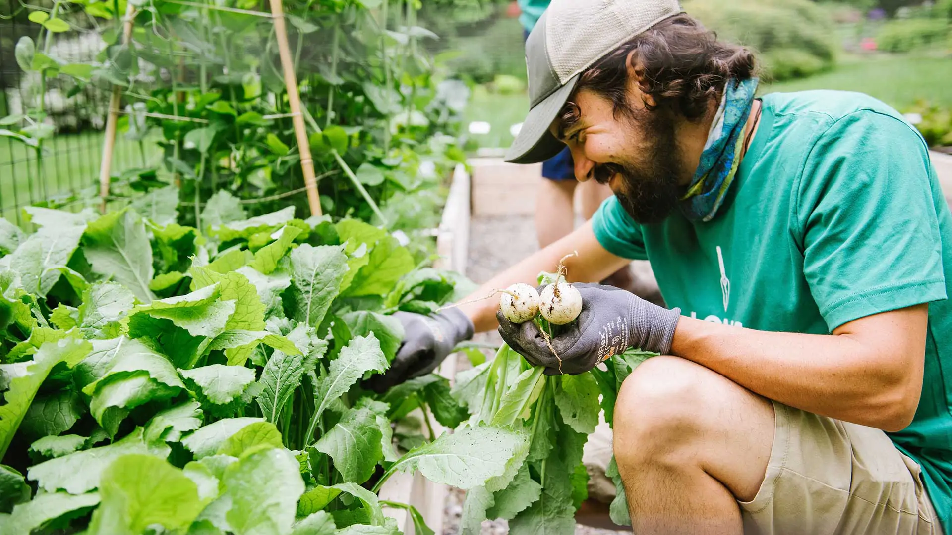 gardener harvesting turnips