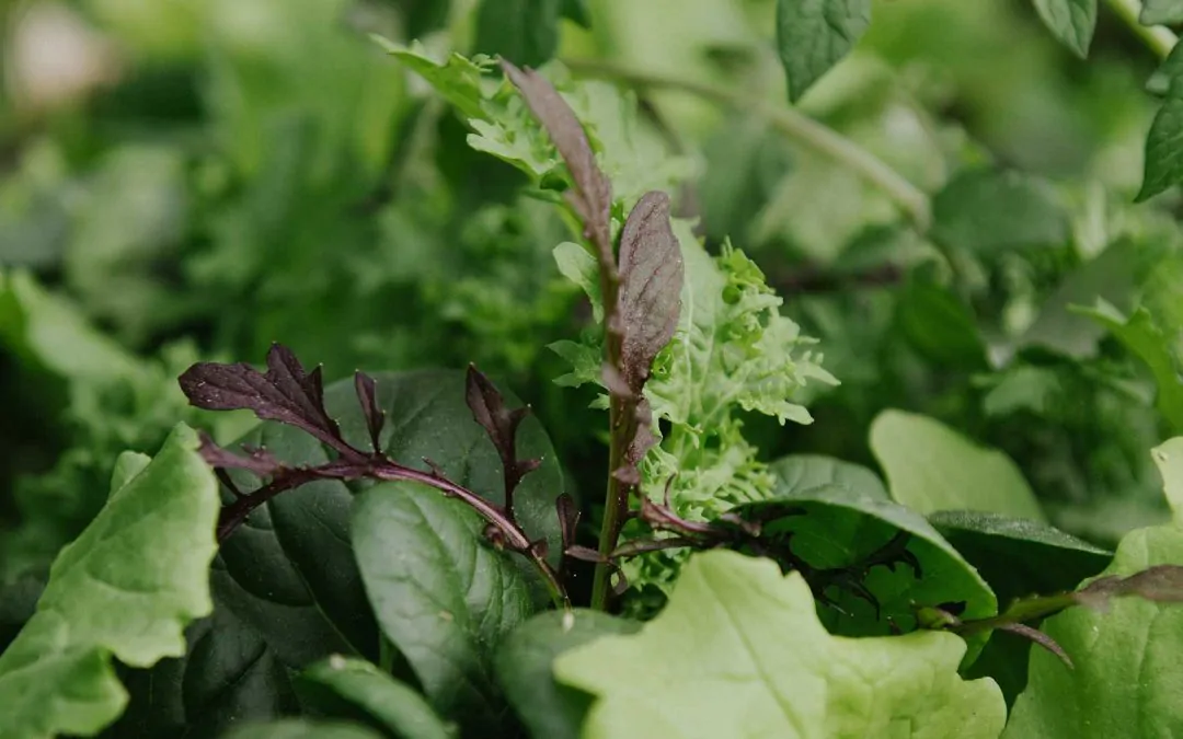 Benefits Of Growing An Edible Garden