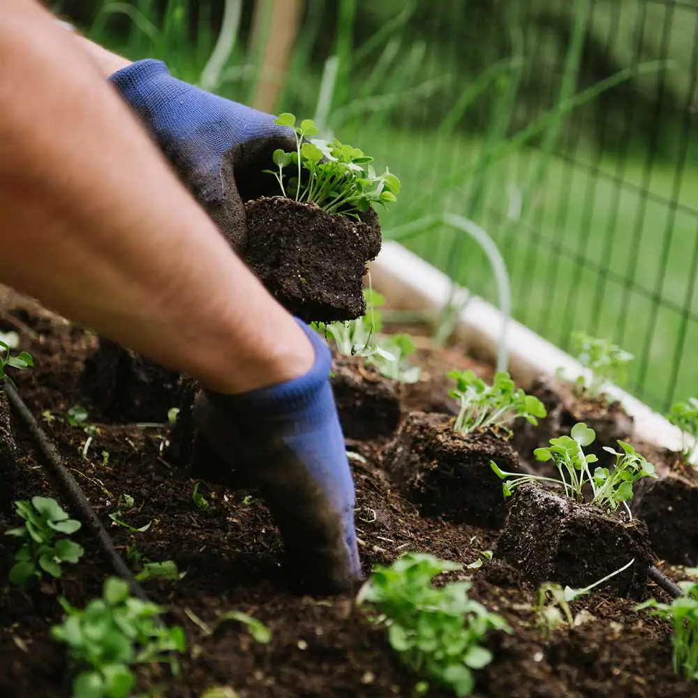 Soil_square_Image