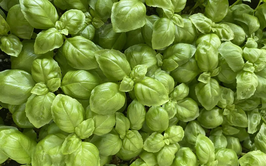 Basil