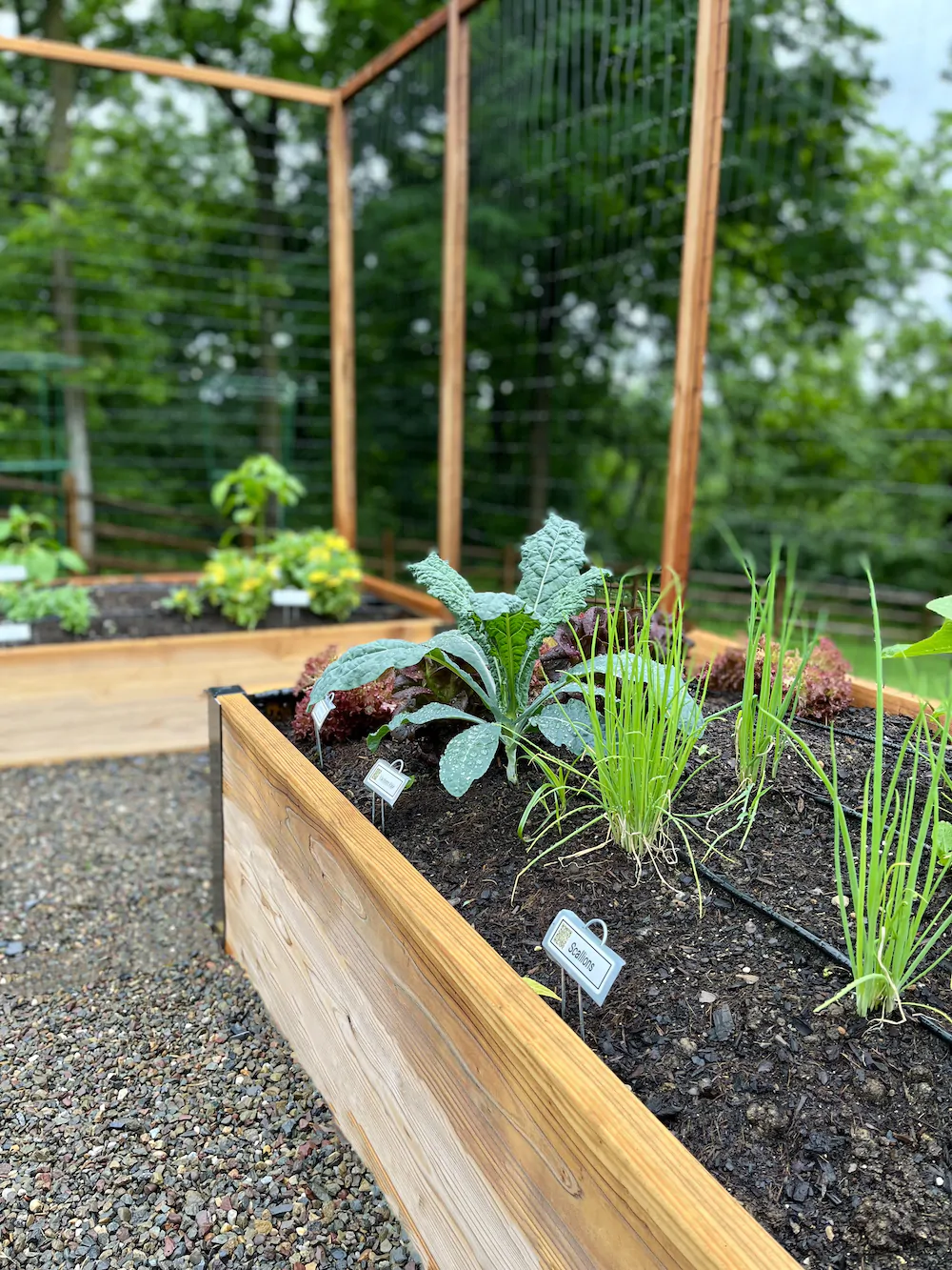 A raised bed with gravel pathways