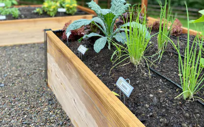 3 Reasons to Hire a Professional Edible Garden Designer 