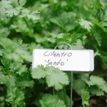 Detail photo of cilantro leaves with plant label