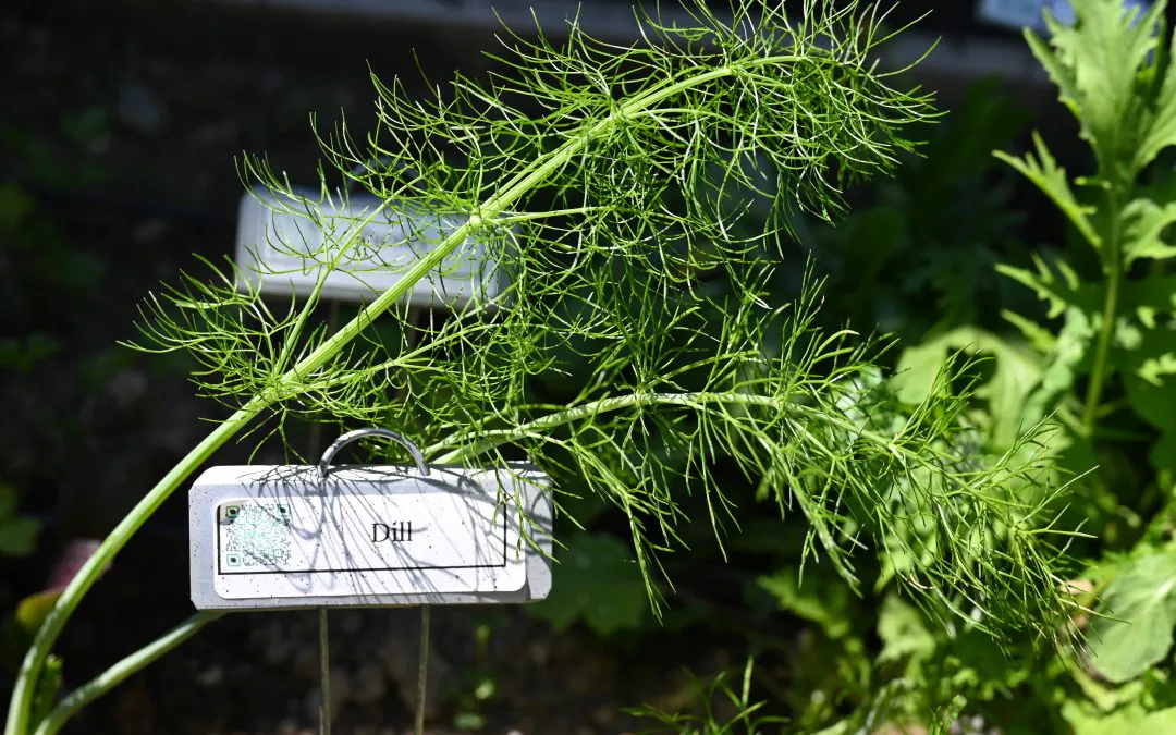 How To Dry Fresh Dill