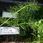 Dill fronds with plant label