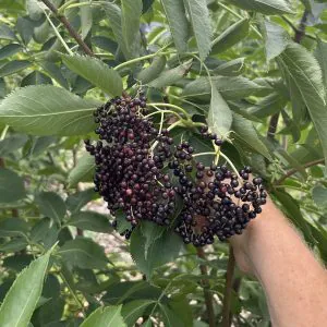 Photo of dark purple elderberry berries