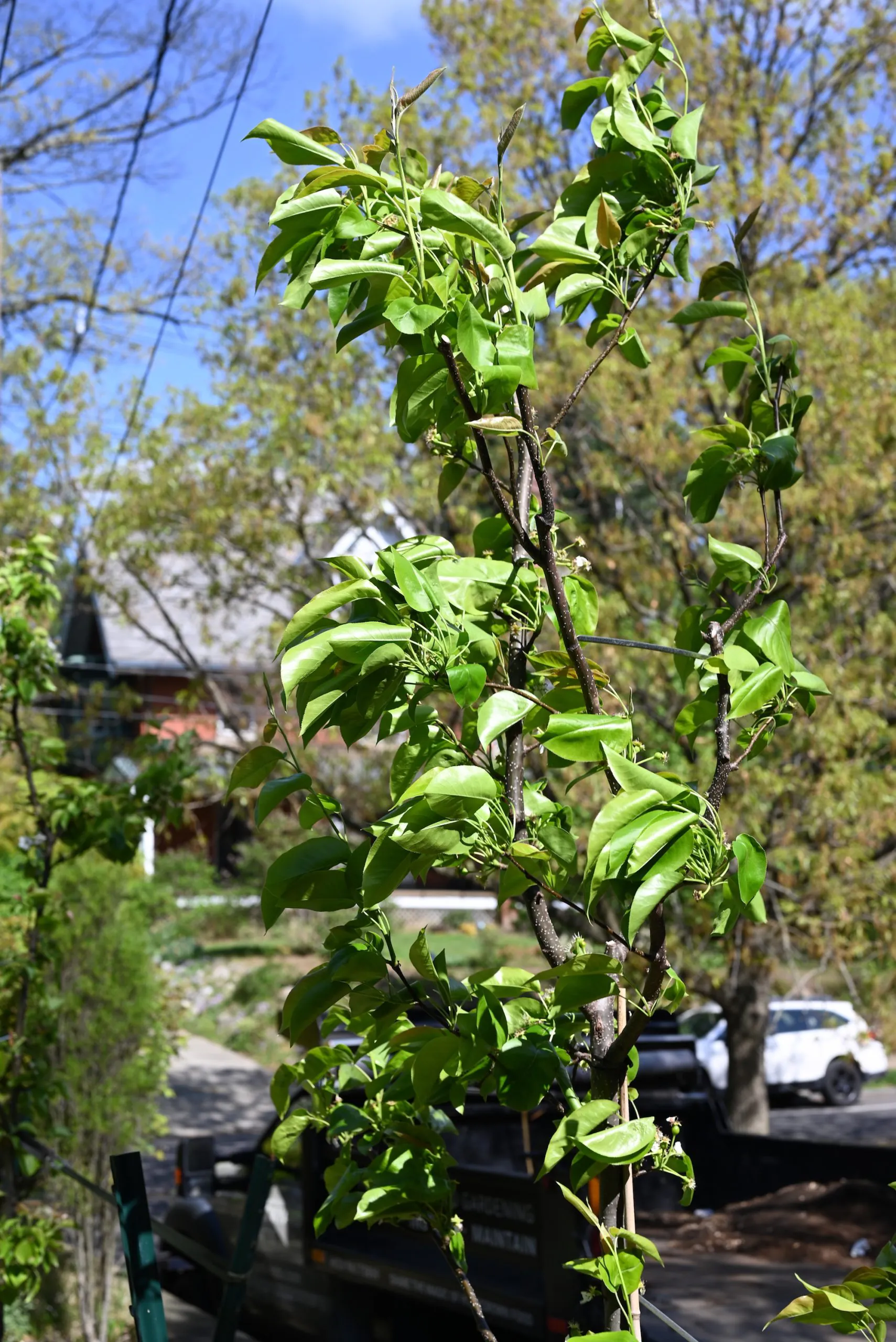 DSC_5054 Photo of newly planted pear tree