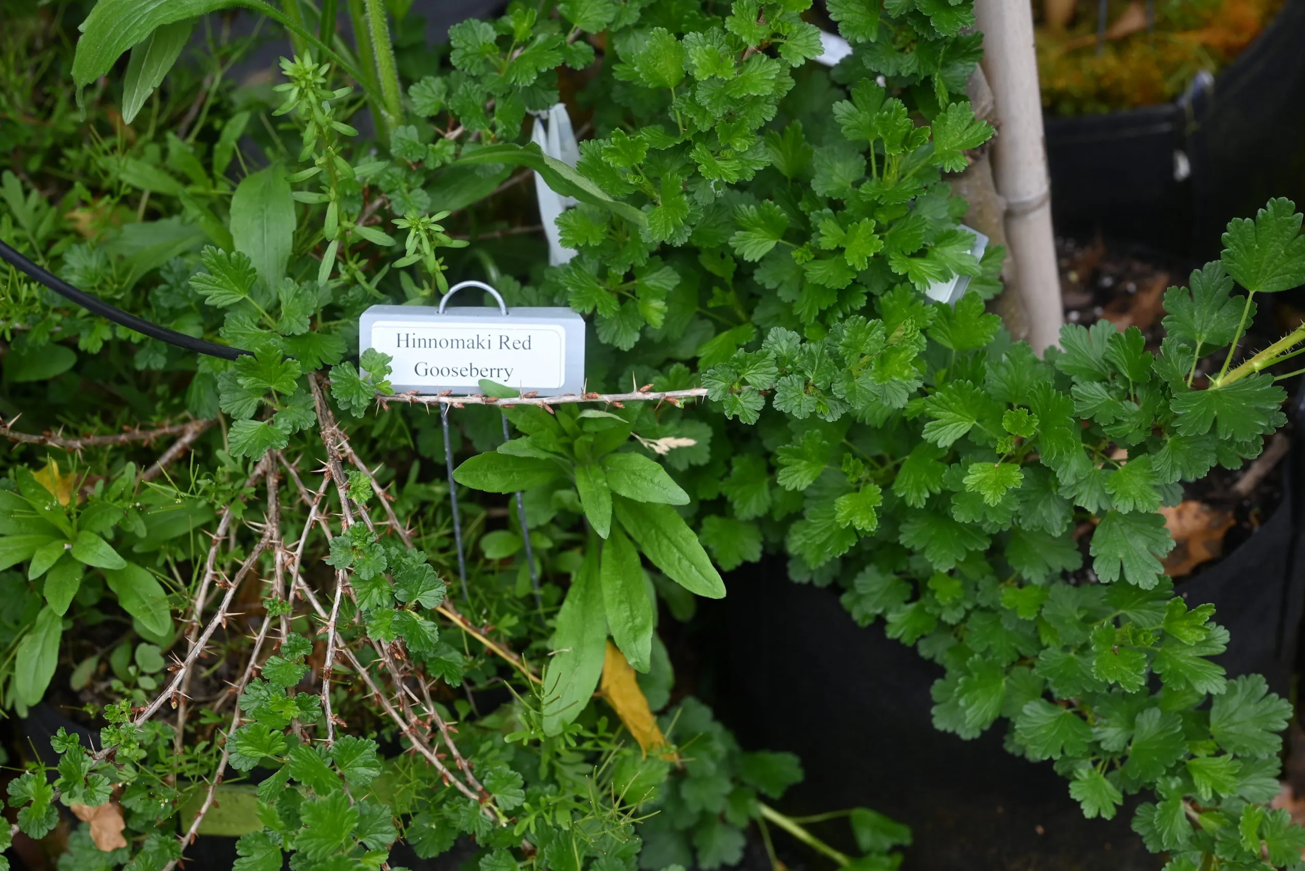 Photo of gooseberry bush with a metal plant label
