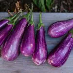 Purple harvested eggplant on wooden ledge