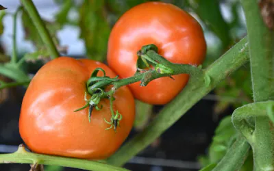 Use This Hack To Protect Your Tomatoes From Pests!