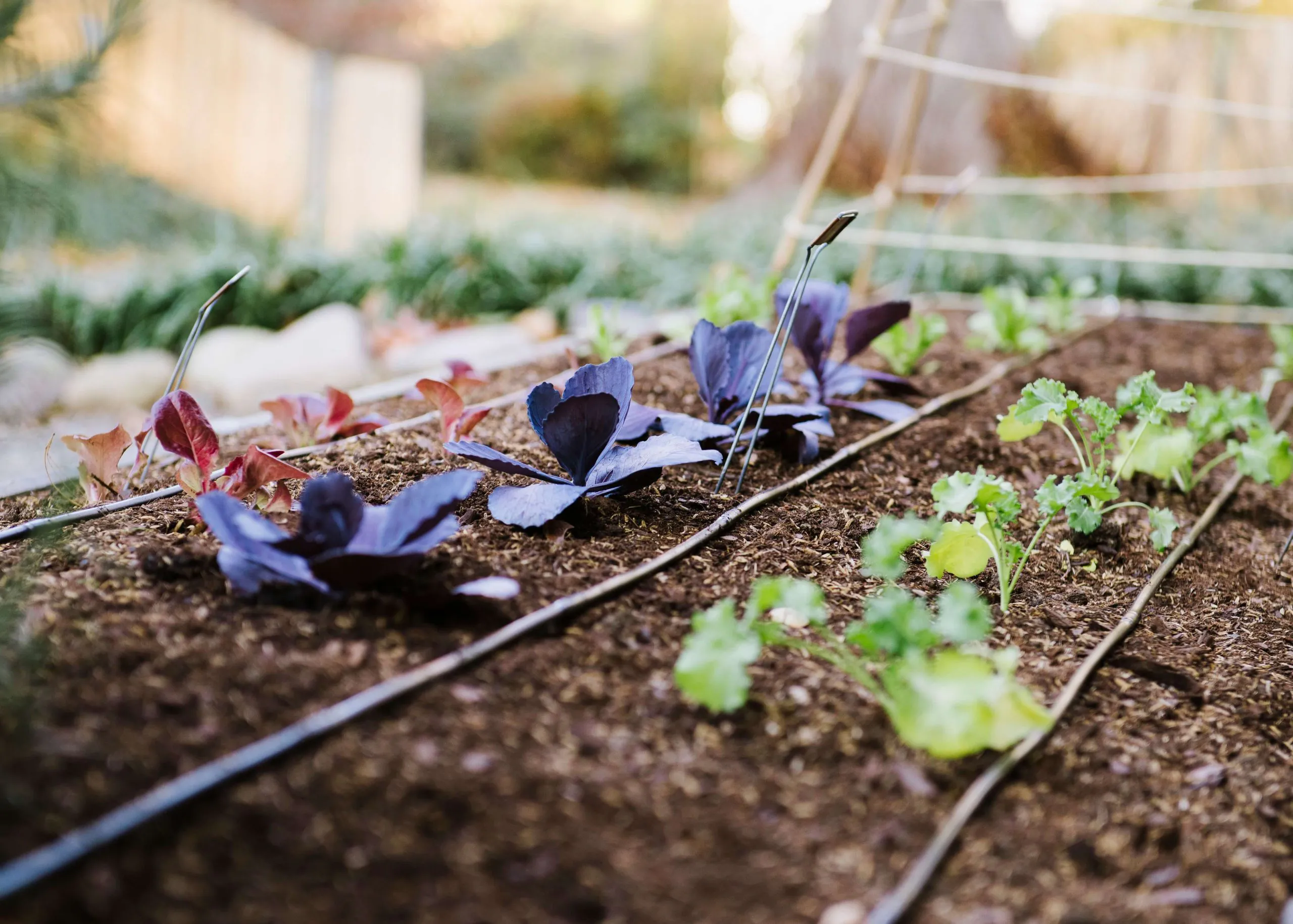 Copy of Drip Irrigation
