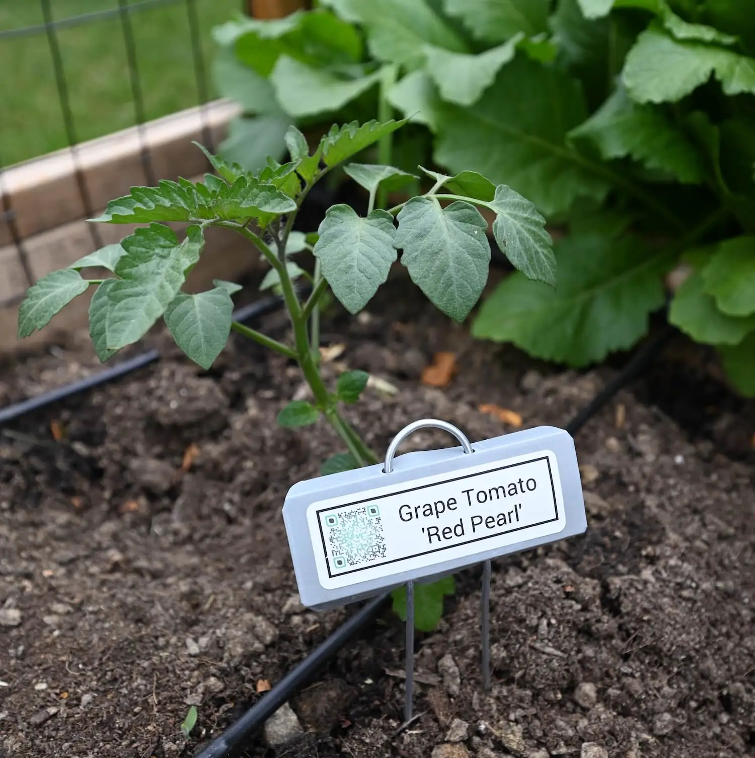 Grape Tomato_QR