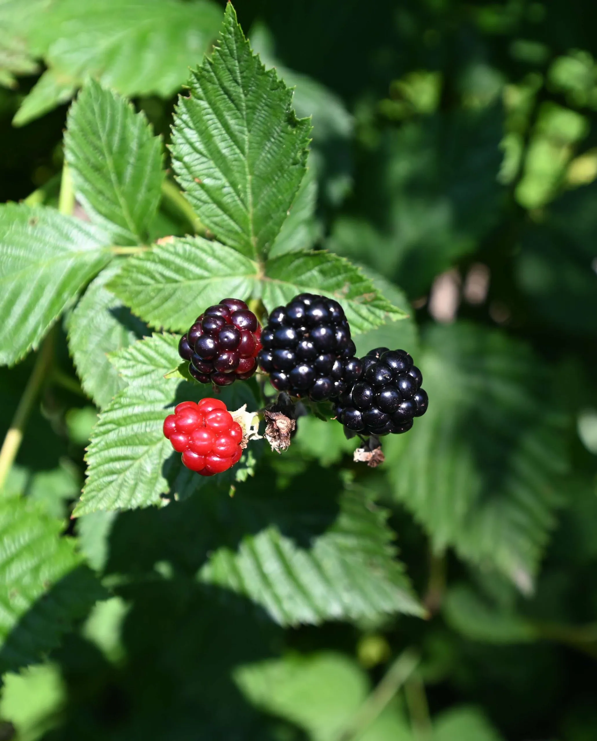 Blackberries_cropped (1)