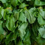 Photo of harvested spinach greens from Engin Akyurt from Unsplash