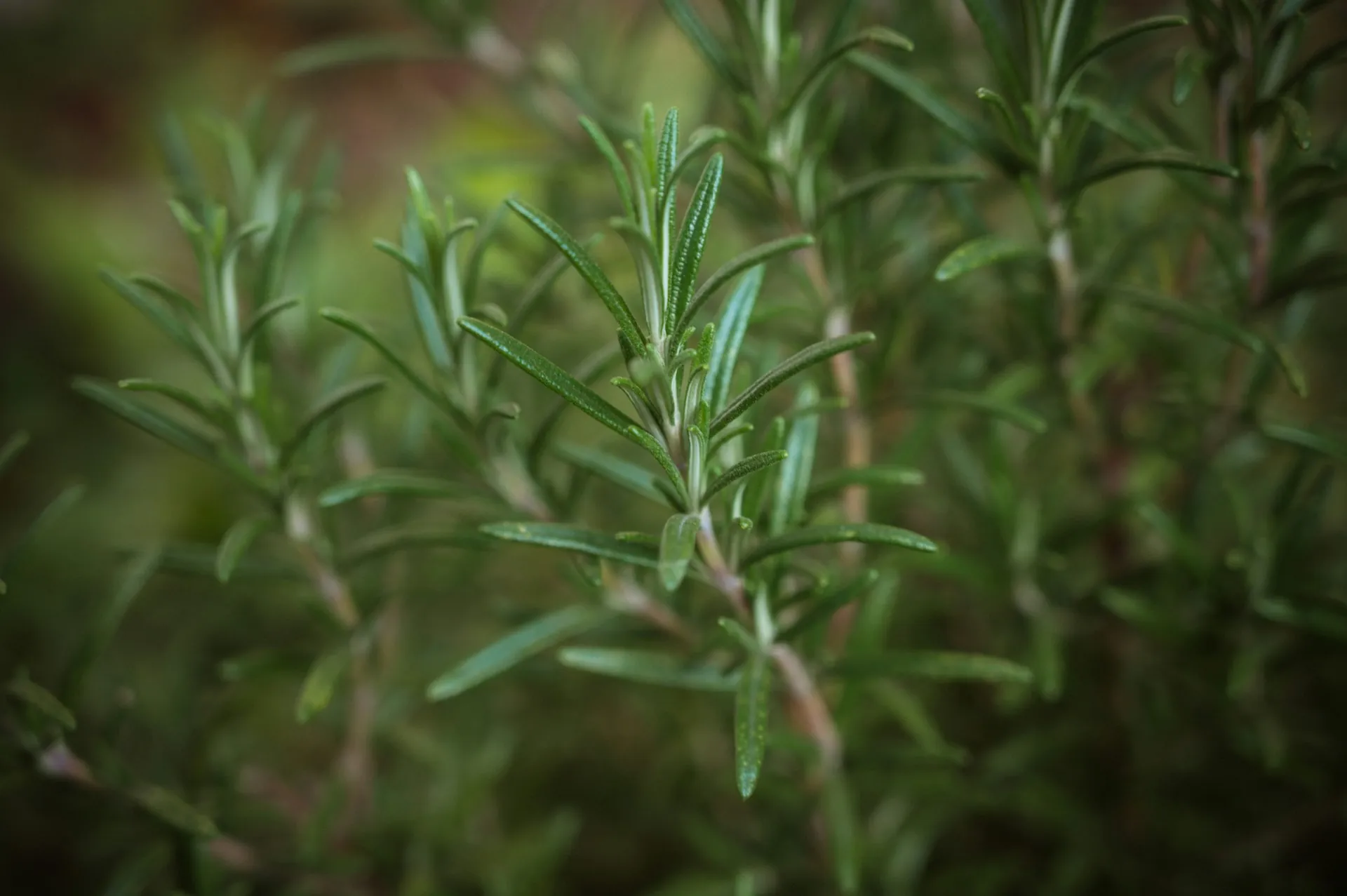babette-landmesser-Wl-z9lbwkSI-unsplash Photo of rosemary leaves from Babbette Landmeser from Unsplash