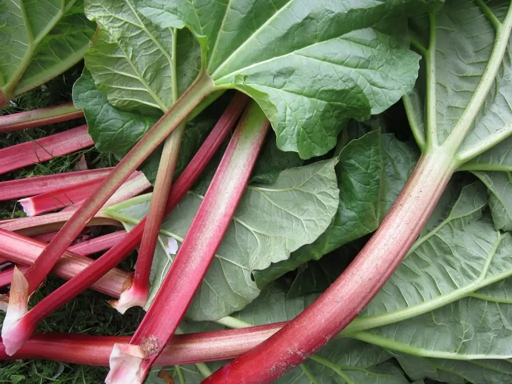 rhubarb-leaves-stengel-food-drink-446843-1024 Photo of pink rhubarb stems from Modernly Old Fashioned