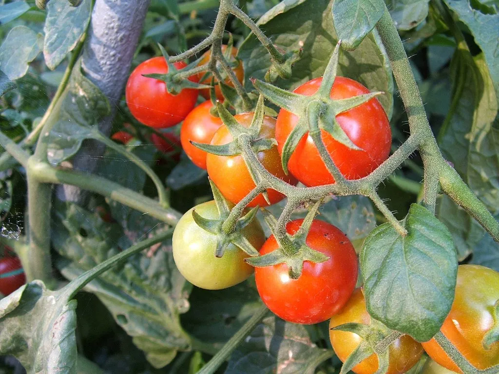 Pomodorini
