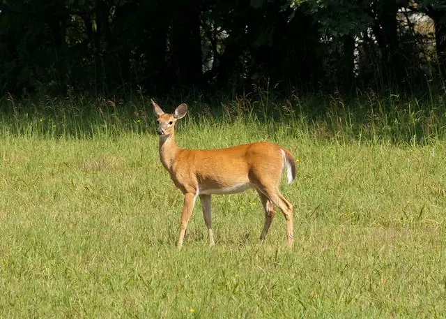 pexels-jim-fawns-231491-756758