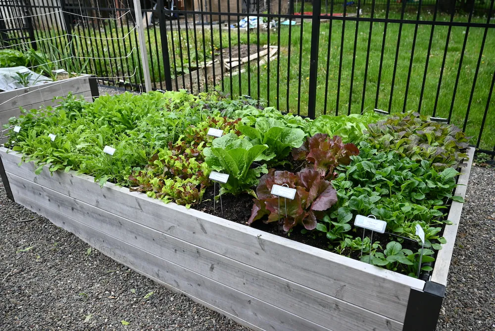 Why You Should Start Growing Food in Raised Beds